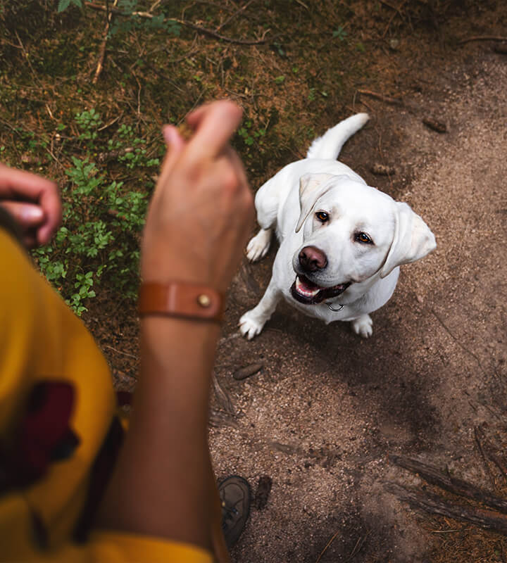 Never underestimate the power of a dog's love.