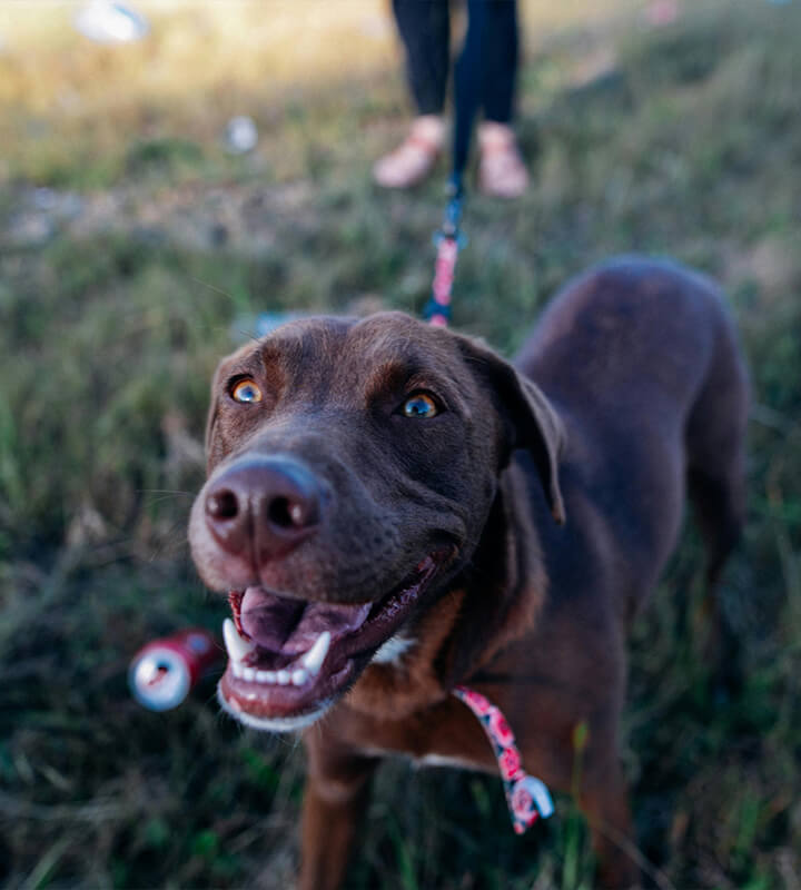 The best way to train a dog is to love them.